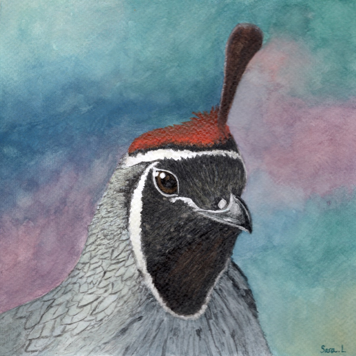 Wise Young Gambel's Quail — Fine Art Print